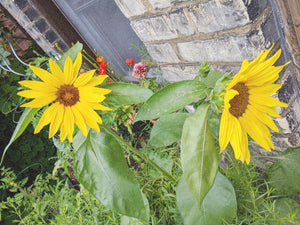 3 Ways To Make the Most of a Small Planting Space